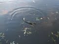 Drillen snoek Drillen snoek