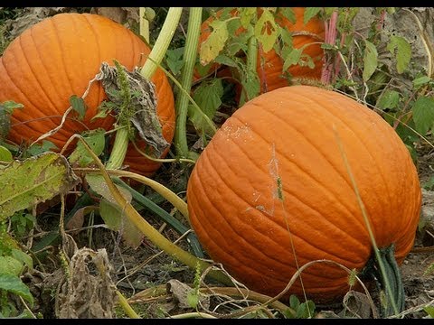 how to replant pumpkin seeds