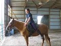 Kentucky Mountain Horse Pearl