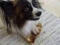 Pissed Off Papillion