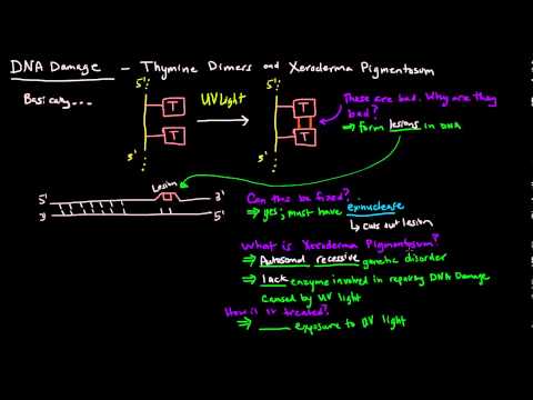 how to repair pyrimidine dimers