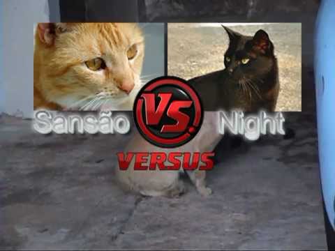 Briga de Gatos