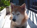 りょうのキュウリ日記～成長編～