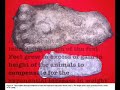 Sasquatch Anatomy 103- Legs and Feet