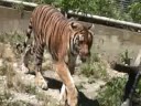 a tiger    juste un tigre