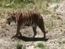 a tiger    juste un tigre