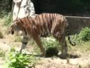 a tiger    juste un tigre