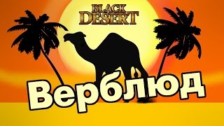Black Desert (RU) - Верблюд. Новый друг ) Black Desert (RU) - Верблюд. Новый друг )