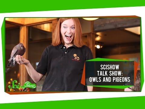 Talk Show: Owls and Pigeons