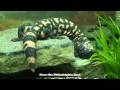 Philadelphia Zoo Gila Monster in Position 15