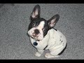 French Bulldog Emmitt becomes a teen