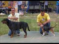 Dogstar Panama, Expo-Canina Azuero 2008