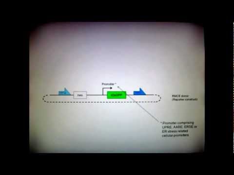 how to isolate endoplasmic reticulum