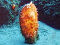 Syros, Underwater Dive. Kini,Syros,Greece