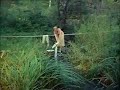 CHRIS ROBINSON - BAREFOOT BY THE CHERRY TREE