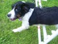 Jasmine Agility Jasmine Agility