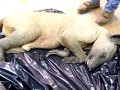 犬っぽいけど犬じゃない。無毛の動物の死骸のサムネイル