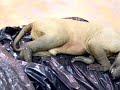 犬っぽいけど犬じゃない。無毛の動物の死骸のサムネイル2