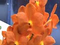 Flower Minute 107