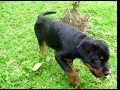 Rottweiler cachorro macho 11 semanas; puppy male 11 weeks