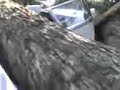 combi aplastada en Peten