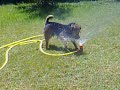 Perro loco 2