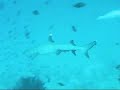 Squali pinna bianca - Maldive - Oliva Massimo Squali pinna bianca - Maldive - Oliva Massimo