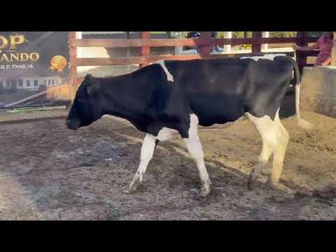 LOTE 55