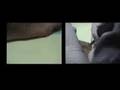 videos de Jody's Tattoo