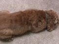 puppies for sale in maricopa county chandler arizona