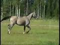 FWB-orivarsa SHANIGAN - FWB Colt SHANIGAN