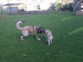 Kangal(12wochen) vs Kangal (23 Monate)