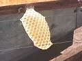 apicultura