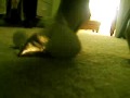 Stomping stuffed animal, heels and Feet Stomping stuffed animal, heels and Feet