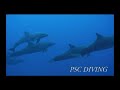 Rangiroa diving?????????????