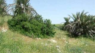 Tracing all that remains of  Sindiyana-Palestineكل ما تبقى من قرية السنديانة - حيفا - فلسطين