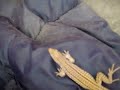 Field Herping Pueblo Triploid Checkered Whiptail