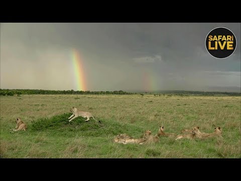 動画