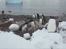 gentoo rookery 2 gentoo rookery 2