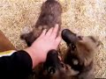 Kleine Hunde Welpen Kleine Hunde Welpen