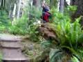 Els animalets del bosc
