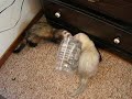 Ferret - Big Find + Small Hole