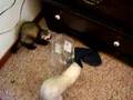 Ferret - Big Find + Small Hole