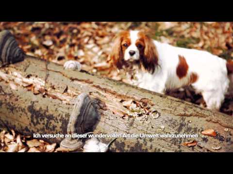 Dawn Schönherz-Rigoni, Kiki und die 4 Jahreszeiten / Hund, Kinderbuch, Kinderlied