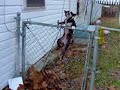 Lainey Vs Fence