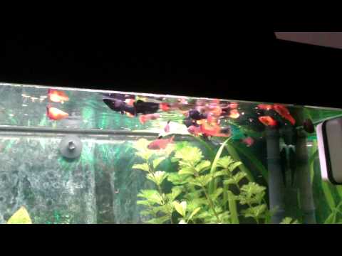 Fische Fütterung mit Flockenfutter