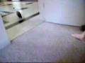Ferret Playing Fetch!