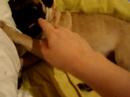 Pug Puppy Takita