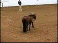 2007 AQHYA World Show Showmanship