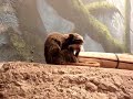 Emperor Tamarins